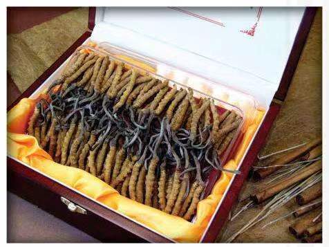 金口河冬虫夏草回收